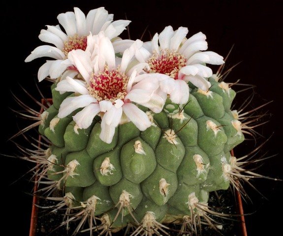 Gymnocalycium_1